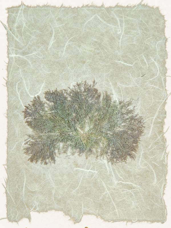 - on , Print by Forbes Art, measuring 19 x 15 cm (H x W) framed at 32 x 27 cm £28